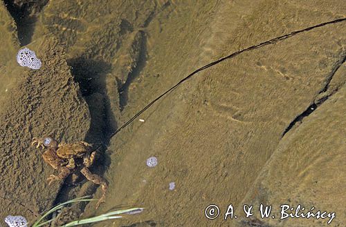 Ropucha szara Bufo bufo) podczas składania sznurów skrzeku