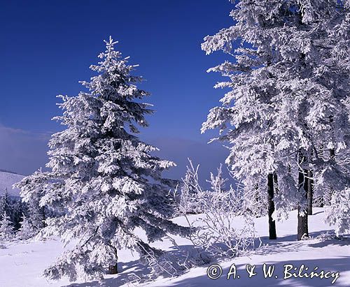 na Skrzycznem Beskid Śląski