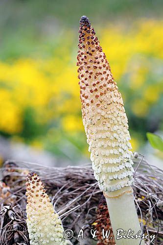 kłos zarodnionośny, skrzyp olbrzymi, Equisetum telmateia, maximum