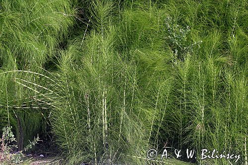 Skrzyp olbrzymi Equisetum maximum syn. Equisetum telmateia)