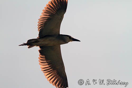 Ślepowron, Nycticorax nycticorax, rzeka Wisła, szlak wodny Wisły, okolice Smolic i Mętowa