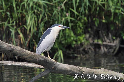 Ślepowron, Nycticorax nycticorax, rzeka Wisła, szlak wodny Wisły, okolice Smolic i Mętowa