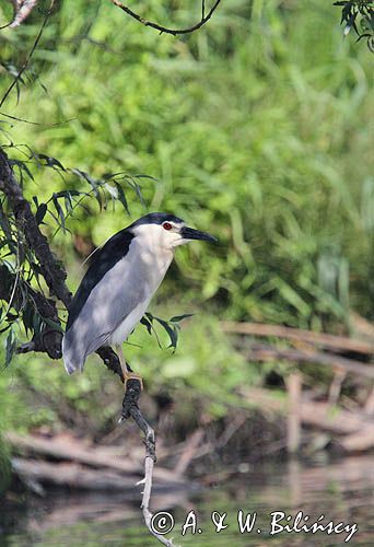 Ślepowron, Nycticorax nycticorax, rzeka Wisła, szlak wodny Wisły, okolice Smolic i Mętowa