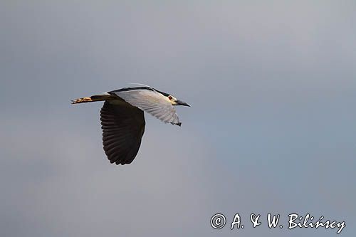 Ślepowron, Nycticorax nycticorax, rzeka Wisła, szlak wodny Wisły, okolice Smolic i Mętowa