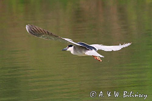 Ślepowron, Nycticorax nycticorax