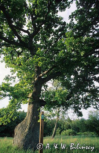 Słowiński Park narodowy Dąb Pomnik Przyrody