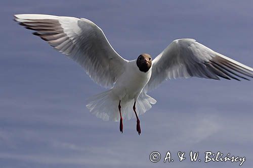 mewa śmieszka, Chroicocephalus ridibundus, syn. Larus ridibundus, Black-headed gull