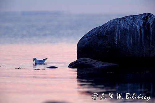 Mewa śmieszka, Larus ridibundus