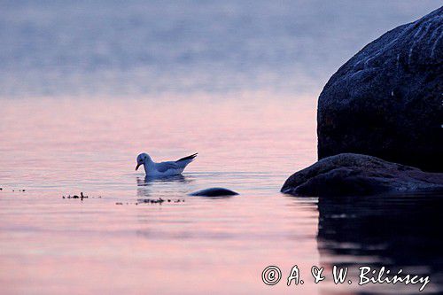 Mewa śmieszka, Larus ridibundus