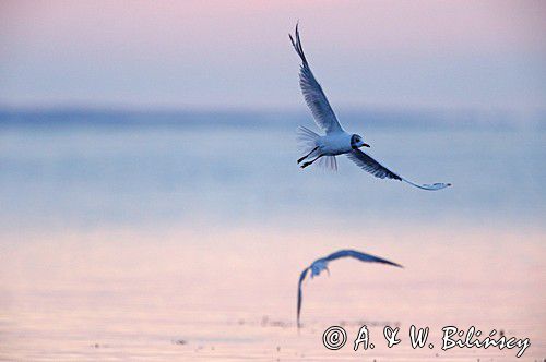 Mewa śmieszka, Larus ridibundus