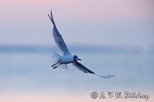 Larus ridibundus, www.photovoyage.pl