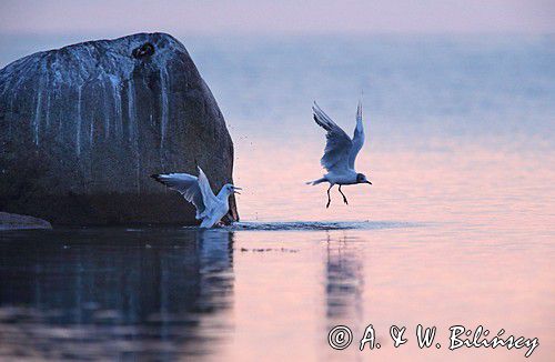 Mewa śmieszka, Larus ridibundus