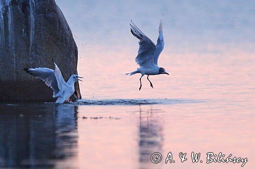 Mewa śmieszka, Larus ridibundus