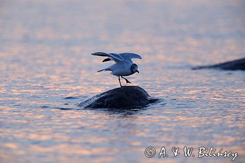 Mewa śmieszka, Larus ridibundus