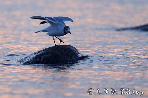 Mewa śmieszka, Larus ridibundus