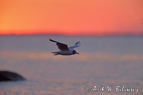 Mewa śmieszka, Larus ridibundus