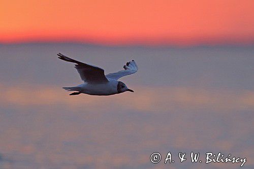 Mewa śmieszka, Larus ridibundus