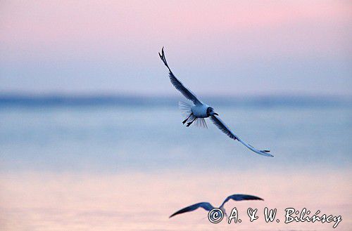 Mewa śmieszka, Larus ridibundus