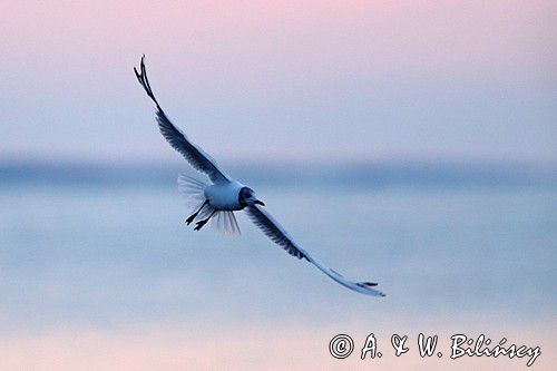 Mewa śmieszka, Larus ridibundus