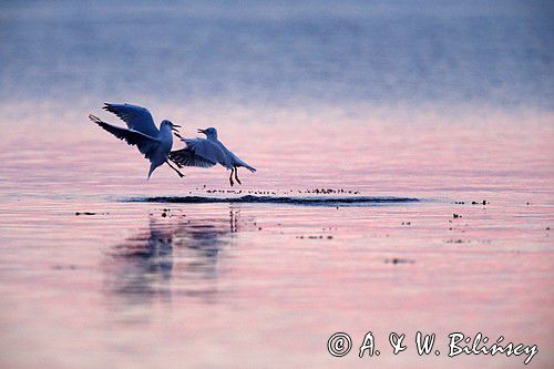 Mewa śmieszka, Larus ridibundus