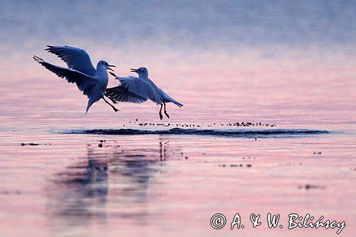 Larus ridibundus, www.photovoyage.pl