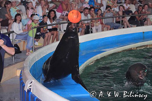 uchatka z piłką w delfinarium w Smiltyne na Mierzei Kurońskiej, Neringa, Litwa sea lion in Dolphinarium, Smiltyne, Curonian Spit, Neringa, Lithuania