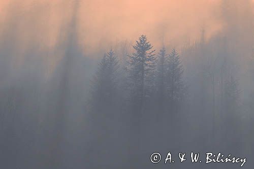 smugi mgły i światła nad lasem, Bieszczady