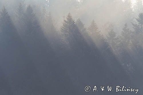 smugi mgły i światła nad lasem, Bieszczady