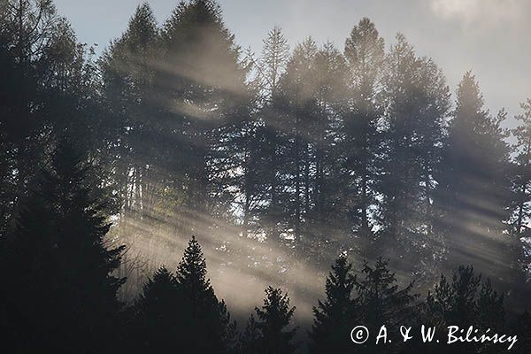 Las, smugi mgły po deszczu