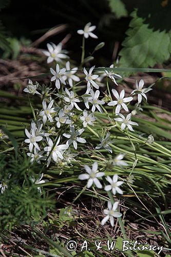 śniedek cienkolistny Ornithogalum collinum Ponidzie rezerwat stepowy 'Skorocice'