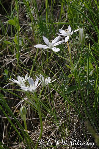 śniedek cienkolistny Ornithogalum collinum Ponidzie rezerwat stepowy 'Skorocice'