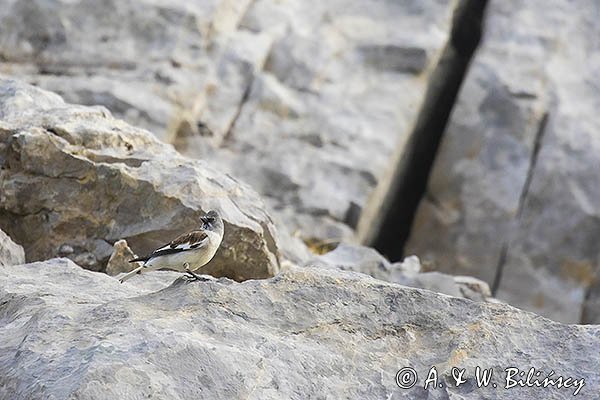 Śnieżka zwyczajna, śnieżka, Montifringilla nivalis, Park Narodowy Picos de Europa, Hiszpania