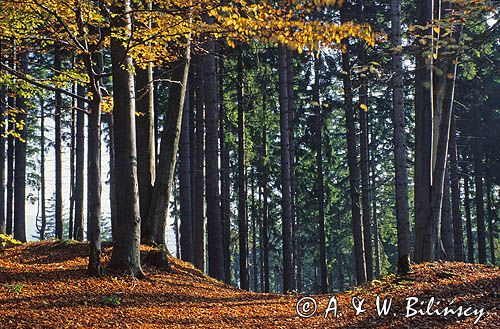 Śnieżnicki Park Krajobrazowy, las w Górach Złotych