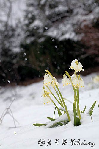 śnieżyca wiosenna, Leucoium vernum, zwana także gładyszkiem