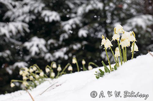 śnieżyca wiosenna, Leucoium vernum, zwana także gładyszkiem