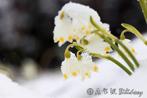 śnieżyca wiosenna, Leucoium vernum, zwana także gładyszkiem