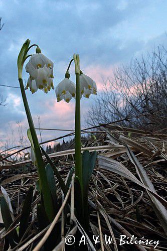 śnieżyca wiosenna, Leucoium vernum, zwana także gładyszkiem