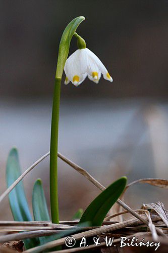 śnieżyca wiosenna, Leucoium vernum, zwana także gładyszkiem