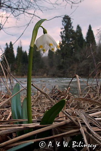 śnieżyca wiosenna, Leucoium vernum, zwana także gładyszkiem