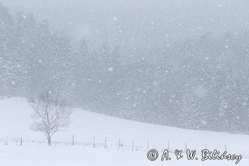 Zima, Bieszczady, Jaworniki, śnieżyca