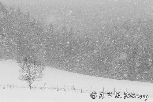 Zima, Bieszczady, Jaworniki, śnieżyca