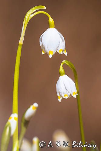 Śnieżyca wiosenna, Leucoium vernum, zwana także gładyszkiem