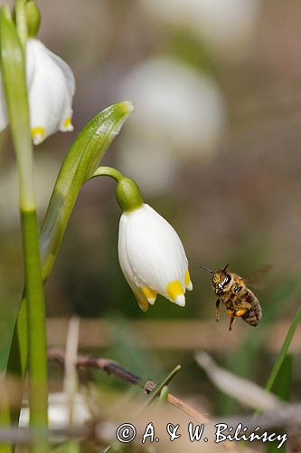 Śnieżyca wiosenna, Leucoium vernum, zwana także gładyszkiem oraz pszczoła