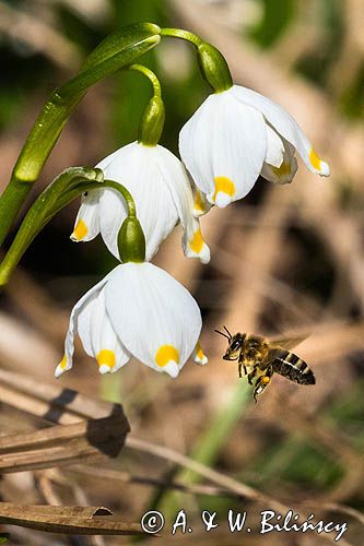Śnieżyca wiosenna, Leucoium vernum, zwana także gładyszkiem oraz pszczoła