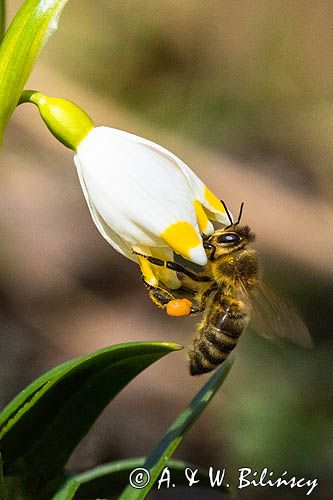 Śnieżyca wiosenna, Leucoium vernum, zwana także gładyszkiem oraz pszczoła