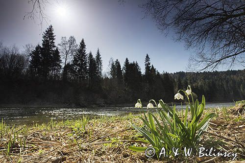 Śnieżyca wiosenna, Leucoium vernum, zwana także gładyszkiem