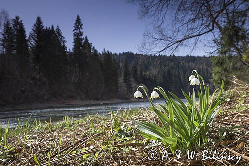 Śnieżyca wiosenna, Leucoium vernum, zwana także gładyszkiem