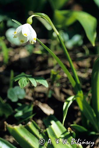 śnieżyca wiosenna Leucojum vernum