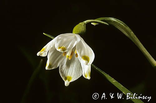 śnieżyca wiosenna, Leucodium vernum