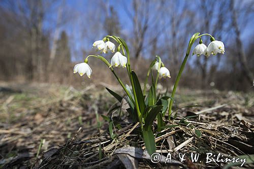 Śnieżyca wiosenna, Leucoium vernum, zwana także gładyszkiem